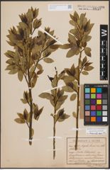 Foto von Salix fragilis L.